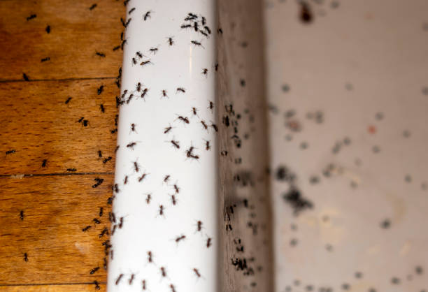 Best Wasp Removal Services  in Aberdeen, IN
